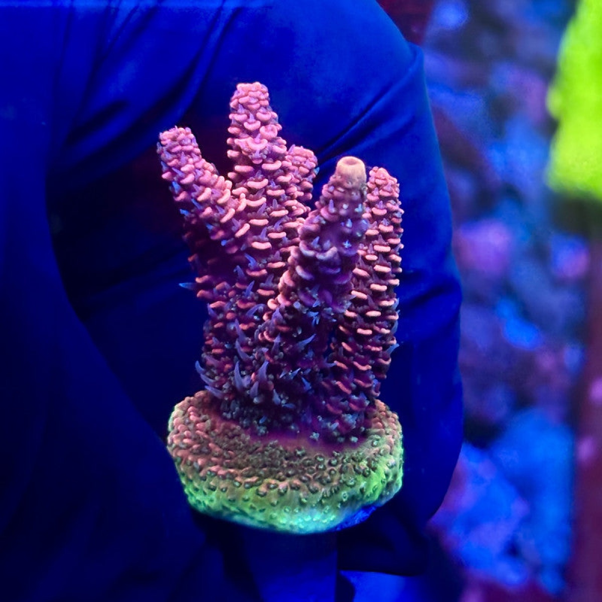 TRİGER BİLYASI DÜZ BÜYÜK M40